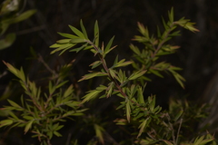 Leucopogon