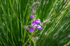 Hemigenia sericea