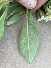 Stevia serrata serrata