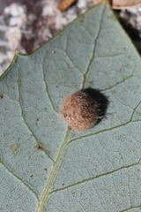 Disholandricus lasius