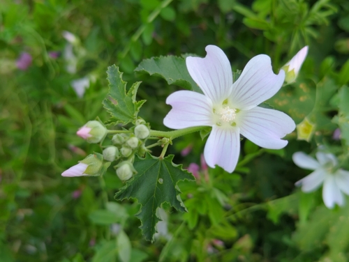 Malva preissiana, photograph 3