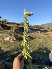Stevia serrata serrata