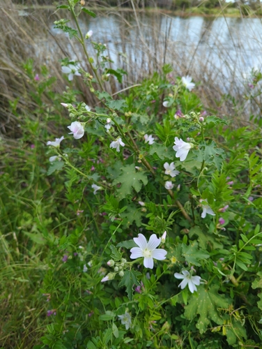 Malva preissiana, photograph 4