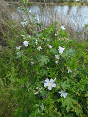 Malva preissiana