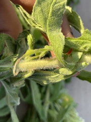 Stevia serrata serrata