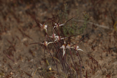 Caladenia dimidia