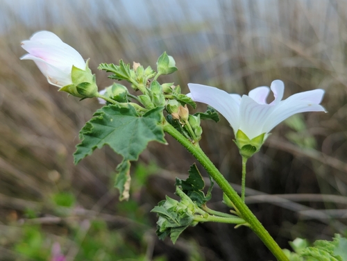Malva preissiana, photograph 5