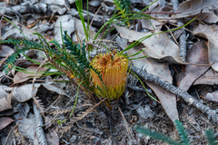 Banksia dallanneyi