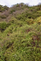 Kunzea tenuicaulis