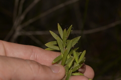 Leucopogon