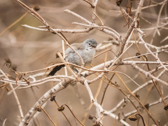 Polioptila californica