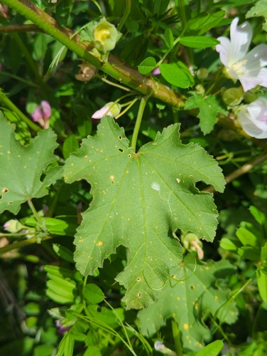 Image of Malva preissiana by (c) Tom Field, some rights reserved (CC BY)
