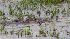 Siluriformes
