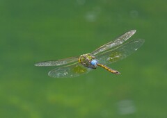 Anax indicus