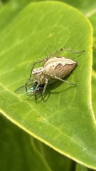 Oxyopes gracilipes