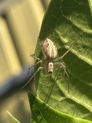 Oxyopes gracilipes