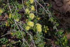 Melaleuca thymoides