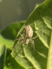 Oxyopes gracilipes