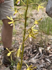 Dipodium hamiltonianum