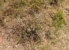 Helichrysum anomalum