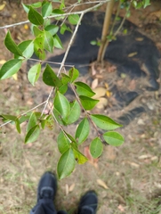 Syzygium formosanum