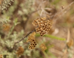 Helichrysum anomalum