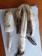 Coprinus comatus