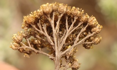 Helichrysum anomalum