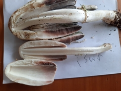 Coprinus comatus
