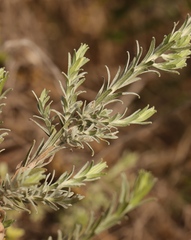 Helichrysum anomalum