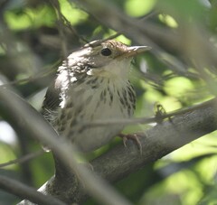 Pellorneum ruficeps