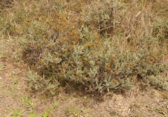 Helichrysum anomalum