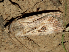 Agrotis munda