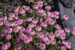 Pimelea rosea