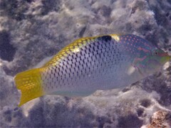 Halichoeres hortulanus