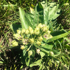 Asclepias viridis