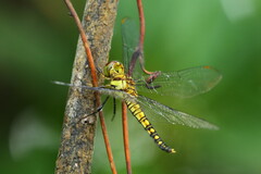 Hydrobasileus brevistylus