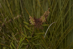 Melaleuca pachyphylla