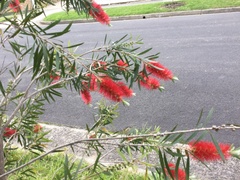 Melaleuca viminalis