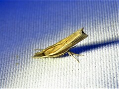 Fissicrambus profanellus