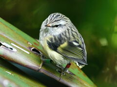 Acanthisitta chloris