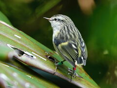 Acanthisitta chloris