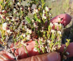 Erica suffulta