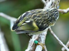Acanthisitta chloris