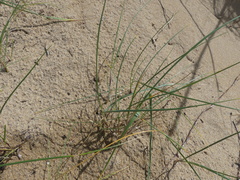 Elymus farctus