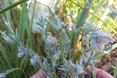 Amphithalea tomentosa