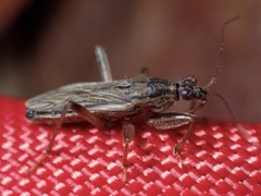 Himacerus major
