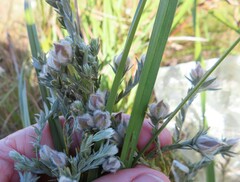 Amphithalea tomentosa