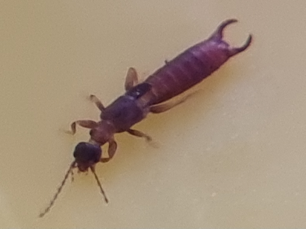 Earwig