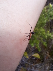 Leptomyrmex rufithorax